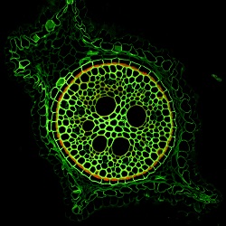 root microanatomy